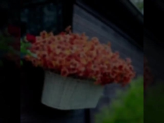 Dekoracje festiwalowe na świeżym powietrzu, rośliny jesienne, sztuczne liście eukaliptusa, fiołki eukaliptusowe, margarynki