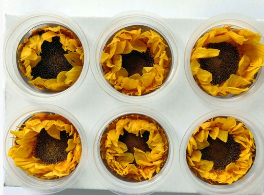 Dobra cena. Wieczny słonecznik Wieczny kwiat Słonecznik Pudełko podarunkowe Szklana kopuła bukiet Kwiaty Materiały konserwowane Kwiaty Słonecznik Sprzedaż hurtowa w Internecie